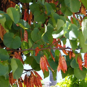 Judas Tree Pods (Cercis siliquastrum)