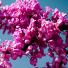 Judas Tree Flowers - (Cercis siliquastrum)