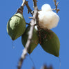 Kapok Tree Cotton Pods (Ceiba pentandra)