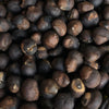 Kapok Tree Seeds - (Ceiba pentandra)