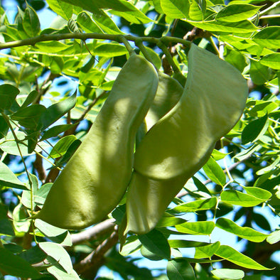 Kentucky Coffee Tree Pods - (Gymnocladus dioicus)