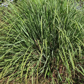 Lemon Grass 'East Indian'- (Cymbopogon flexuosus) seeds - amkha-seed.myshopify.com