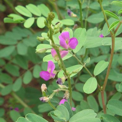 Lespedeza Shruby Bushclover Flowers (Lespedeza bicolor)