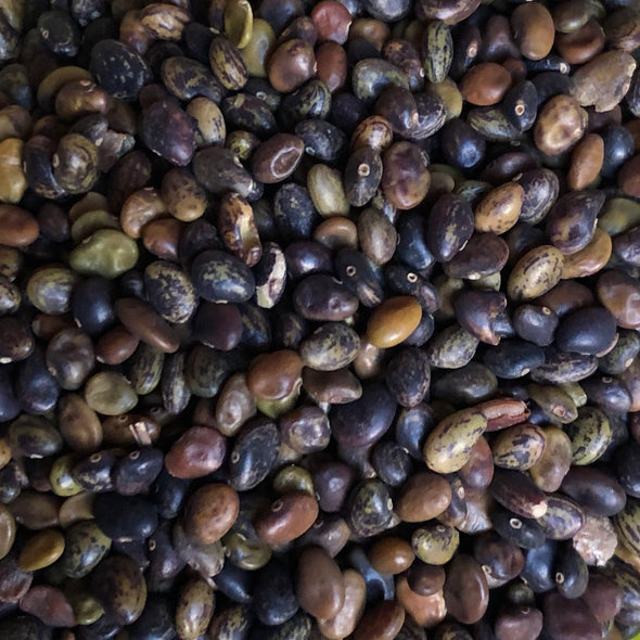 Lespedeza 'Shruby Bushclover' Seeds - (Lespedeza bicolor)