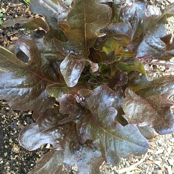 Lettuce (Leaf) 'Merlox Red Oak Leaf' - (Lactuca sativa) seeds - amkha-seed.myshopify.com