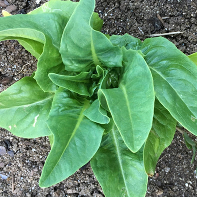 Lettuce (leaf) 'Amish Deer Tongue' - (Lactuca sativa) seeds - amkha-seed.myshopify.com