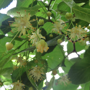 Hardy Bigleaf Linden Lime Flowers (Tilia platyphyllos)