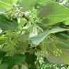 Silver Hardy Lime Flowers (Tilia tomentosa)