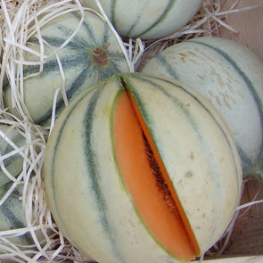 Melon 'Charentais' - (Cucumis melo 'cantalupo') seeds - amkha-seed.myshopify.com