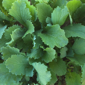 Michihili - (Brassica rapa 'chinensis') seeds - amkha-seed.myshopify.com