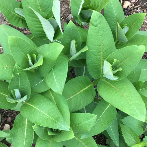 Milkweed 'common' - (Asclepias syriaca) seeds - amkha-seed.myshopify.com