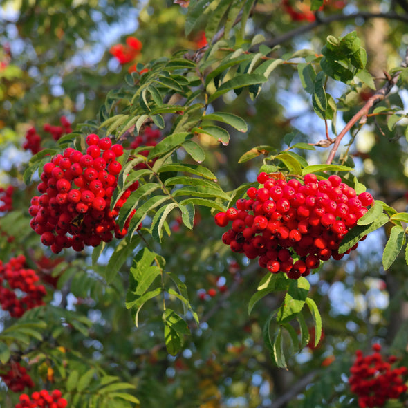 Mountain Ash Fruit (Sorbus aucuparia)