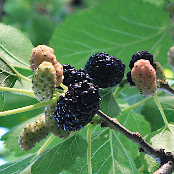 Black Mulberry Fruit (Morus nigra)