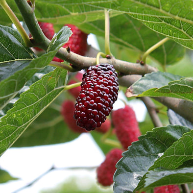 Red Mulberry Fruit (Morus rubra)
