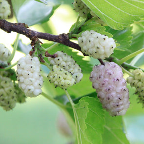Mulberry 'white' - (Morus alba) seeds - amkha-seed.myshopify.com