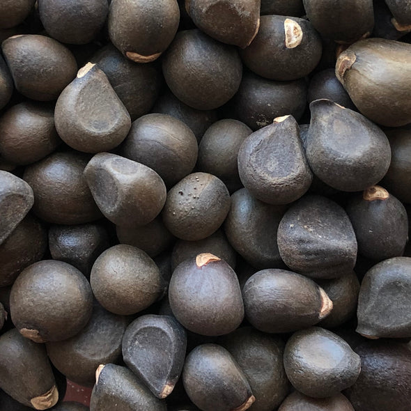 Northern Yellowhorn Seeds - (Xanthoceras sorbifolium)