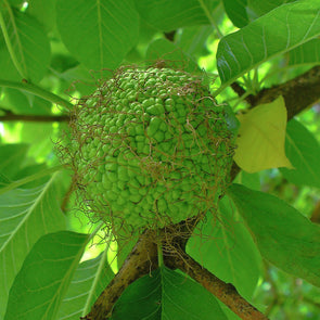 Osage Orange Fruit (Maclura pomifera)