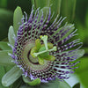 Purple Passion Fruit Flower (Passiflora edulis)