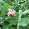 Pea (snow) 'Little Purple Flowered Snowpea' - (Pisum sativum) seeds - amkha-seed.myshopify.com