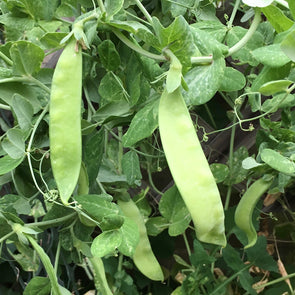 Pea (snow) 'Little White Flowered Snowpea' - (Pisum sativum) seeds - amkha-seed.myshopify.com