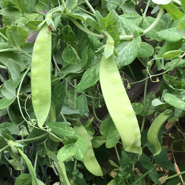 Pea (snow) 'Little White Flowered Snowpea' - (Pisum sativum) seeds - amkha-seed.myshopify.com