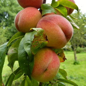 Nemaguard Peach Fruit (Prunus persica nemaguard)