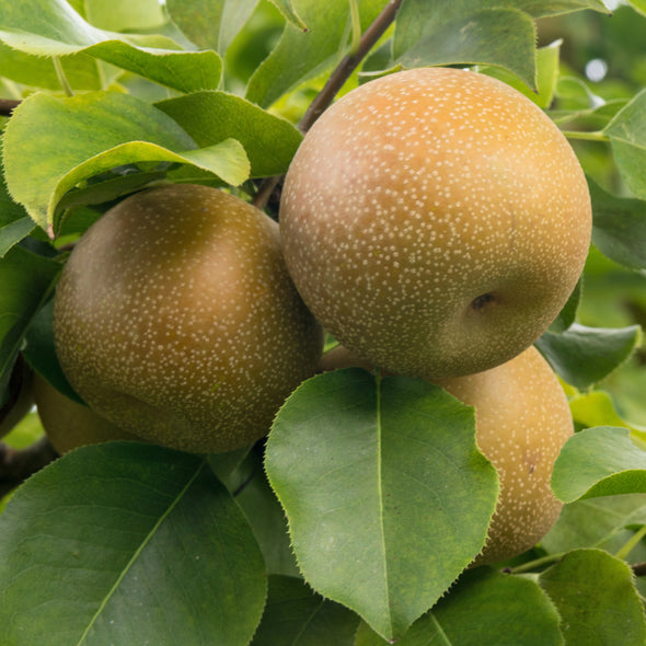 Sand Pear Fruit (Pyrus pyrifolia)