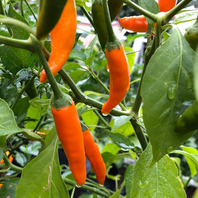 Pepper (hot) Aji Amarillo (Orange Peruvian) - (Capsicum baccatum) seeds - amkha-seed.myshopify.com