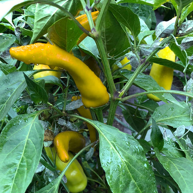 Pepper (hot) 'Amarela Comprida' - (Capsicum annuum) seeds - amkha-seed.myshopify.com