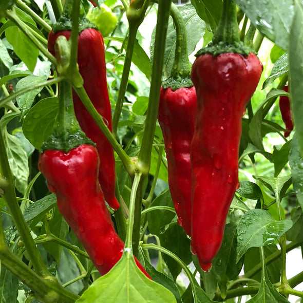 Pepper (hot) 'Barker' - (Capsicum annuum) seeds - amkha-seed.myshopify.com
