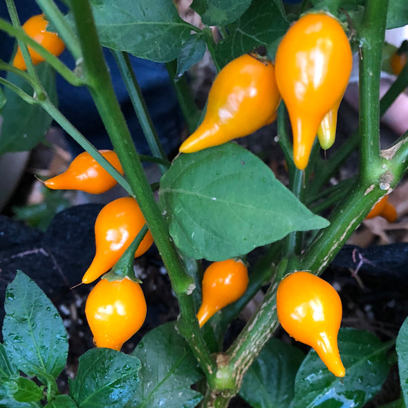Pepper (hot) 'Yellow Biquinho (Amarela)' - (Capsicum chinense) seeds - amkha-seed.myshopify.com