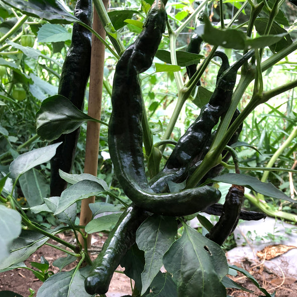 Pepper (hot) 'Chilaca (Mexican Negro)' - (Capsicum chinense) seeds - amkha-seed.myshopify.com