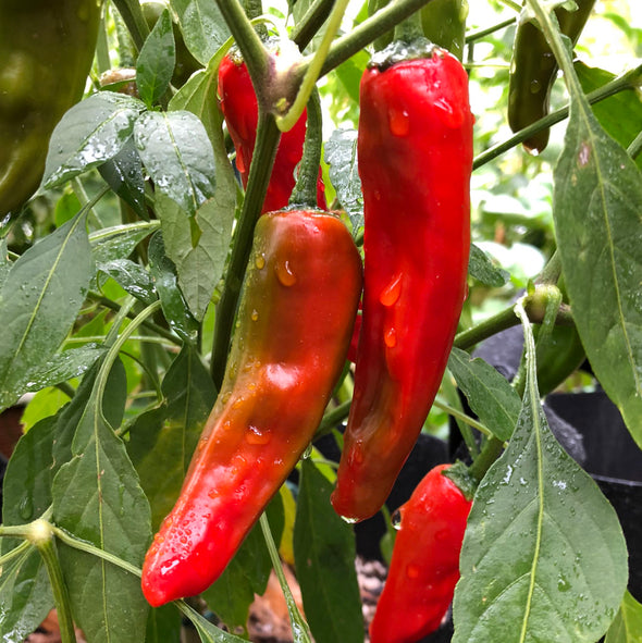 Pepper (hot) 'Costeno (red)' - (Capsicum annuum) seeds - amkha-seed.myshopify.com