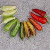 Pepper (hot) 'Fish' (Capsicum annuum) seeds - amkha-seed.myshopify.com