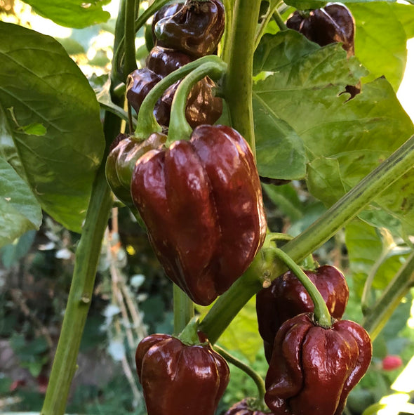 Pepper (hot) 'Habanero (Chocolate Brown)' - (Capsicum chinense) seeds - amkha-seed.myshopify.com