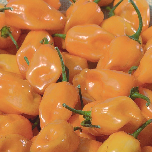 Pepper (hot) 'Habanero (peach)' - (Capsicum chinense) seeds - amkha-seed.myshopify.com