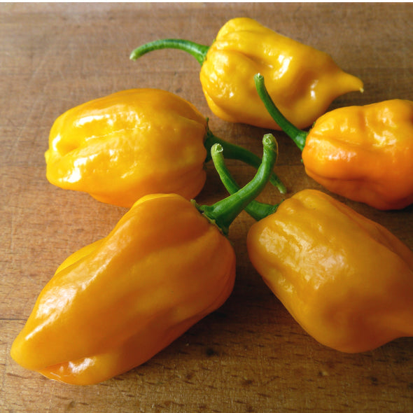 Pepper (hot) 'Habanero (yellow)' - (Capsicum chinense) seeds - amkha-seed.myshopify.com