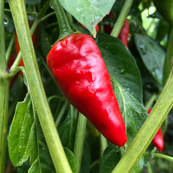 Pepper (hot) 'Hawaiian Sweet Hot' - (Capsicum annuum) seeds - amkha-seed.myshopify.com