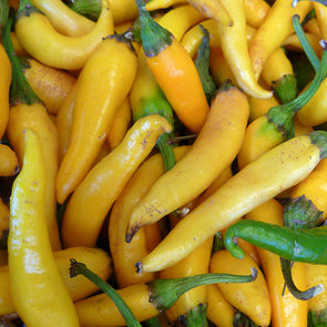 Pepper (hot) 'Ho Chi Minh' - (Capsicum annuum) seeds - amkha-seed.myshopify.com