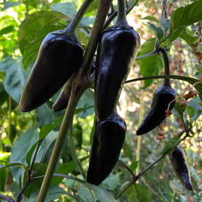 Pepper (hot) 'Jalapeno (purple)' - (Capsicum annuum) seeds - amkha-seed.myshopify.com