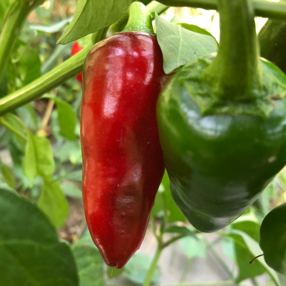 Pepper (hot) 'Jaluv An Attitude' - (Capsicum annuum) - OSSI seeds - amkha-seed.myshopify.com