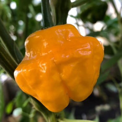 Pepper (hot) 'Jamaican (yellow)' - (Capsicum annuum) seeds - amkha-seed.myshopify.com