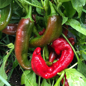 Pepper (hot) 'Joe E. Parker' - (Capsicum annuum) seeds - amkha-seed.myshopify.com