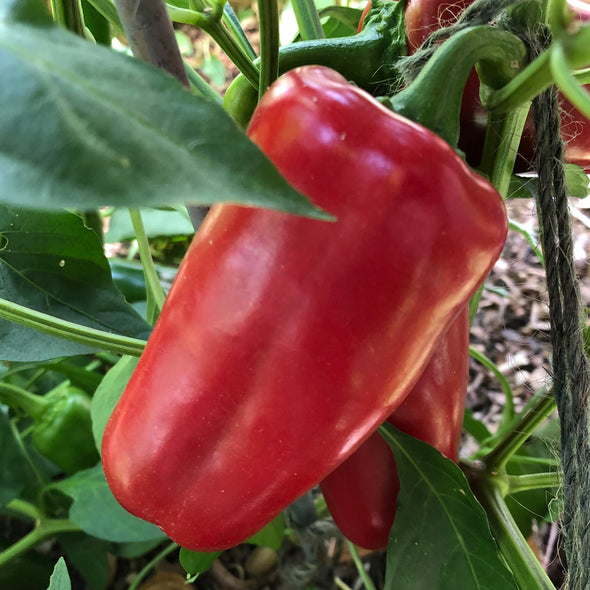 Pepper (sweet) 'Healthy' - (Capsicum annuum) seeds - amkha-seed.myshopify.com