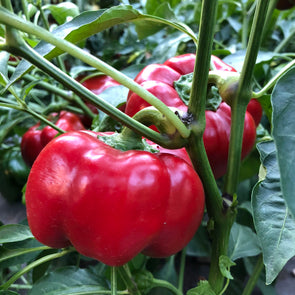 Pepper (sweet) 'Wisconsin Lakes' - (Capsicum annuum) seeds - amkha-seed.myshopify.com