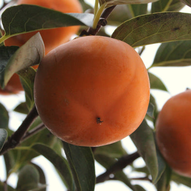 Oriental Persimmon Fruit (Diospyros kaki)
