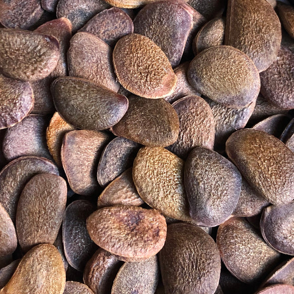 Oriental Persimmon Seeds - (Diospyros kaki)