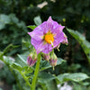 Potato 'Tetraploid Mix' (True Potato Seeds) - (Solanum tuberosum) - OSSI seeds - amkha-seed.myshopify.com