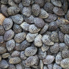 Purple Passion Fruit Seeds - (Passiflora edulis)