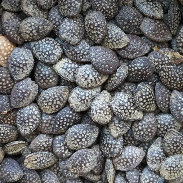 Purple Passion Fruit Seeds - (Passiflora edulis)